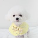 마이미미 반려견미용실 이미지