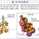 모세혈관이 튼튼해야 건강하다 이미지