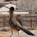【로드러너(Road runner)】 「길달리기새, 도로경주뻐꾸기 」 이미지