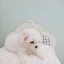 은하수펫샵 이미지