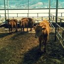 선진한우농장2 이미지