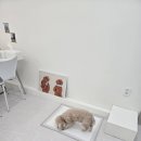 2926 | 다율동 애견미용 행복카댕 푸들 미용 후기