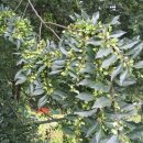 느릅나무
