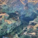 GUN모터스 | 일본 오키나와 여행, 츄라우미 수족관 (고래상어, 돌고래쇼) / 일본 여행 6