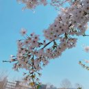 천지 애견 이미지