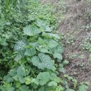 장전서당골 영농조합법인 이미지