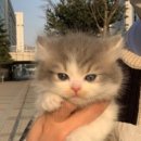 러블리캣독 의정부고양이분양 강아지분양 이미지