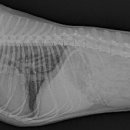 해뜨는 동물병원 이미지