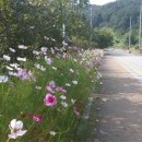 송악면 강당로 이미지