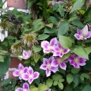 클레마티스 이미지