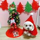 보나베띠 충무로점 | Happy Christmas 🎄