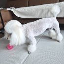 윤그루밍 이미지