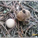 황토버섯 이미지