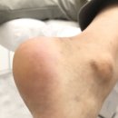 레푸스동탄