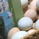 농업회사법인 더 팸팜 이미지