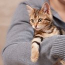 아이안 동물의료센터 이미지