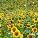 그냥 심심해서요. (29438) 여름 꽃밭에 뜬 태양과 이미지