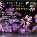 단양쑥부쟁이(Fig Marigold)꽃말: 공훈 이미지