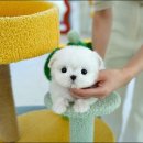 대실역남로4길 | 경주강아지분양 고민 끝에 선택한 나의 현실 후기 (테디럽 방문기)