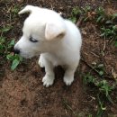 이번생은 댕댕이 이미지