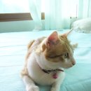우리메 이미지