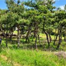 불갑원광 이미지