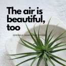 친환경 식물로 소품만들기 이미지