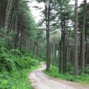 푸른향기 | 잣향기푸른숲 트레킹 후기 (코스 추천·피톤치드·서울 근교)