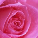 장미휴게실 이미지