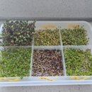 건강씨앗 | 🌱 새싹재배기 + 새싹씨앗 세트 후기 🌱 집에서 건강한 채소 직접 키워먹는 재미 👍