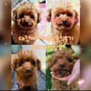 내동애견 | [공지] 대전서구애견미용실 강아지이발소