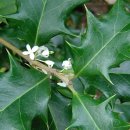 용담광택 이미지