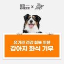라이크펫 이미지