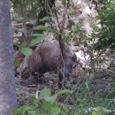 숲속의 농장 이미지