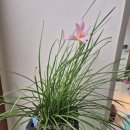 프레리