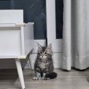 파주고양이미용 반하나캣 | 파주 반하나캣에서 시작된 우리집 막둥이 이야기!