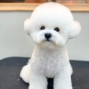 보성애견 이미지