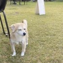 논산애견 이미지