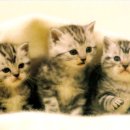 매가패스 이미지