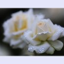 곡성-023 티스토리