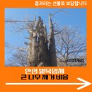 달산3리평촌마을회관 | 안성 벌목업체 큰 나무 제거 비용