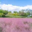 핑크피크닉 이미지