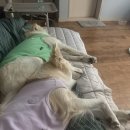 펫츠런파크 이미지