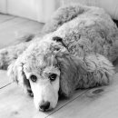 25시 동물병원 이미지