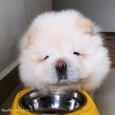 차우
