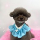 새하얗개 이미지