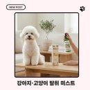 아마존펫 | 더워지는 계절, 산책 후 간편하게 — 아마존펫 탈취 데오드란트 미스트 후기!