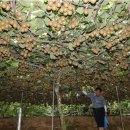 지장2천 이미지