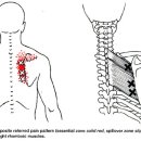 대·소능형근 (Rhomboideus Major and Minor muscles) 이미지