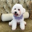 도그마루 강아지고양이 목동점 이미지